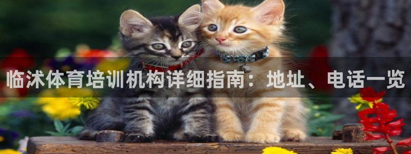 焦点娱乐官方网站下载手机版苹果：临沭体育培训机构详细