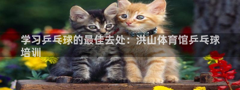 焦点娱乐平台注册账号：学习乒乓球的最佳去处：洪山体育