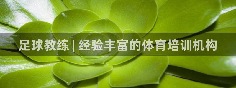 焦点娱乐平台续7O777：足球教练 | 经验丰富的体